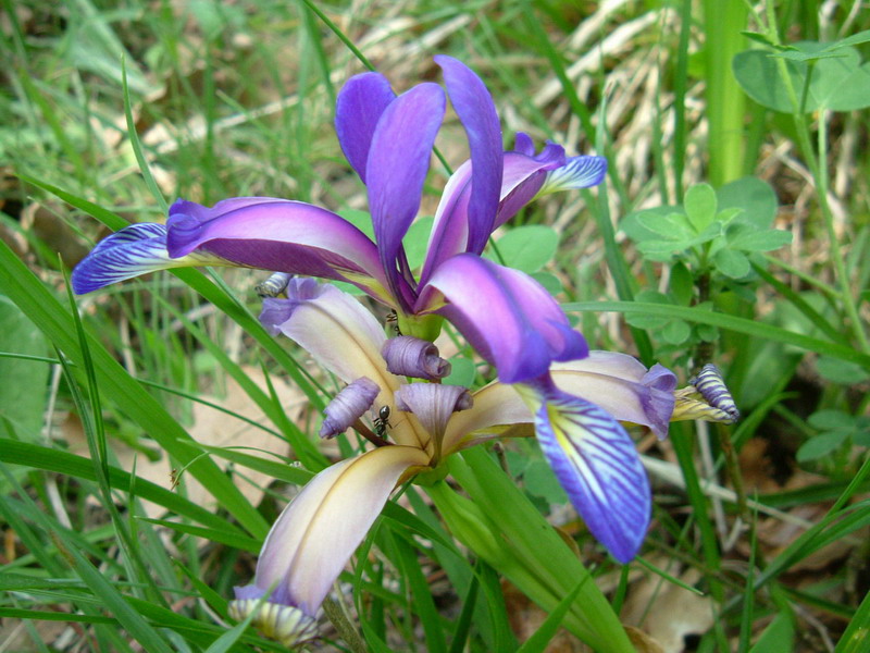 Iris graminea / Giaggiolo susinario